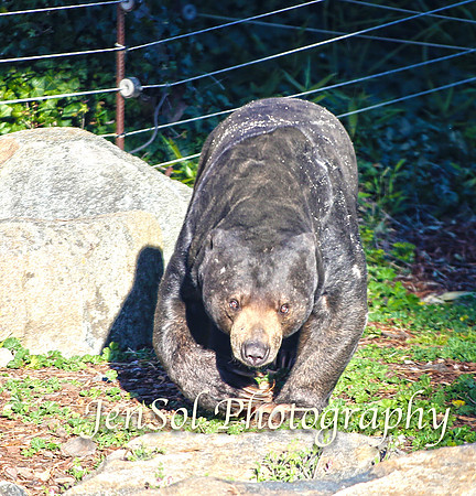 CanberraZooAug17-0351