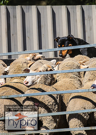 TaralgaRodeo2019_5112