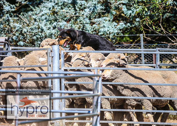 TaralgaRodeo2019_5066
