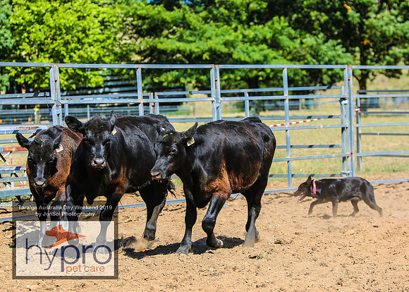 TaralgaRodeo2019_0844