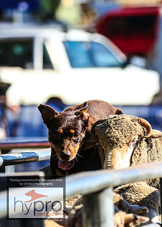 TaralgaRodeo2019_5025