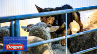 TaralgaFriday_0115