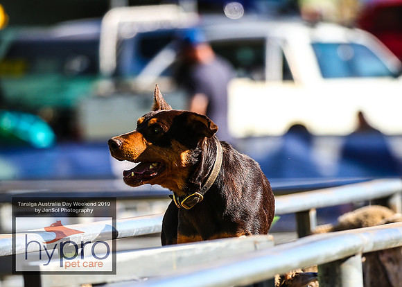 TaralgaRodeo2019_5012