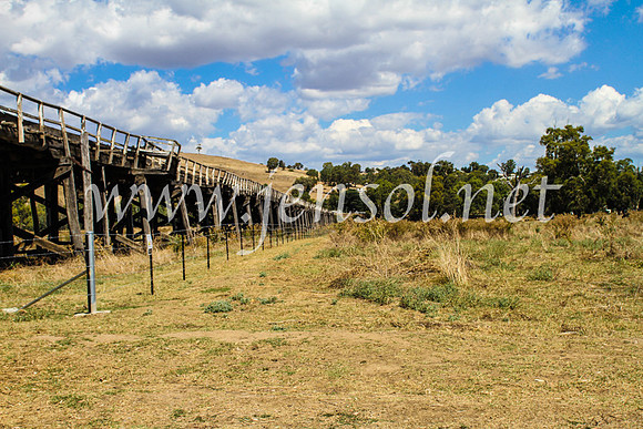 GundagaiCampdraft2017_0367
