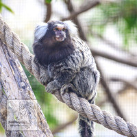 CanberraZooSep20_0015