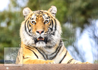 CanberraZooSep20_0030
