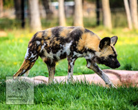 CanberraZooSep20_0137