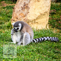 CanberraZooSep20_0123