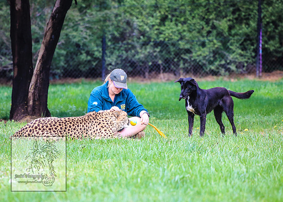 CanberraZooSep20_0191