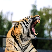 CanberraZooSep20_0074