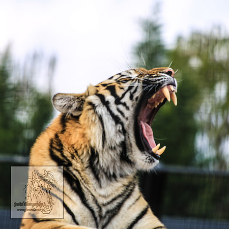 CanberraZooSep20_0074