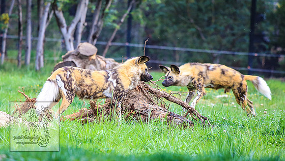CanberraZooSep20_0196