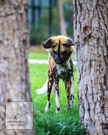 CanberraZooSep20_0216