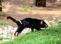 CanberraZooSep20_0021