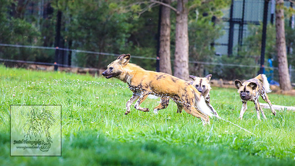 CanberraZooSep20_0195
