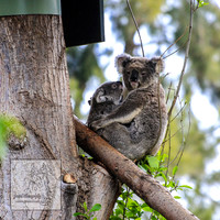 CanberraZooSep20_0014