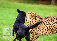 CanberraZooSep20_0184