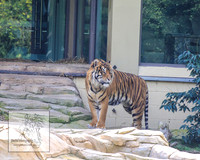 CanberraZooSep20_0001
