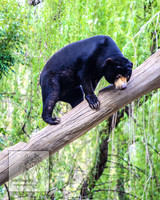 CanberraZooSep20_0011