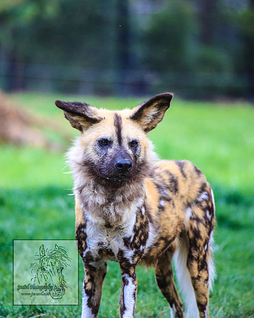 CanberraZooSep20_0224