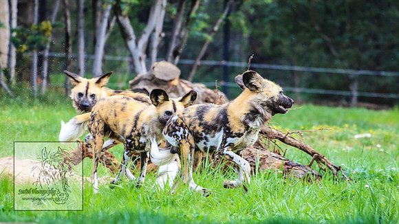 CanberraZooSep20_0205