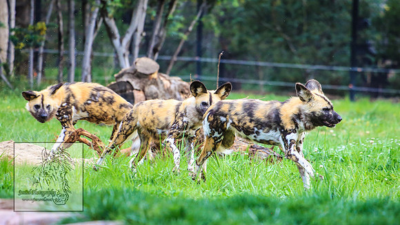 CanberraZooSep20_0204