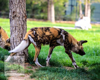 CanberraZooSep20_0151