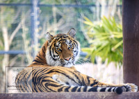 CanberraZooSep20_0044