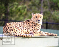 CanberraZooSep20_0172