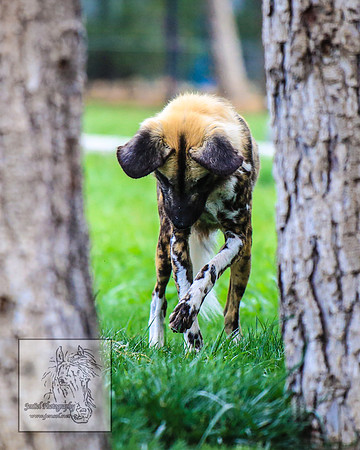 CanberraZooSep20_0213