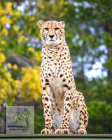 CanberraZooSep20_0174