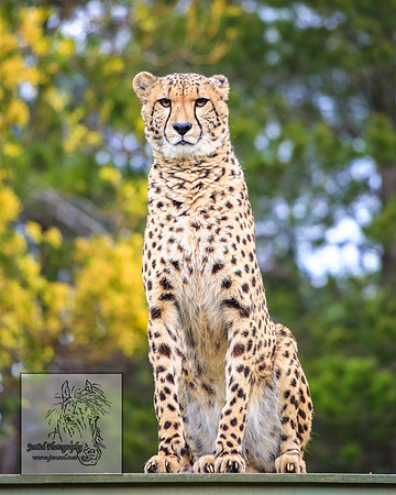 CanberraZooSep20_0174