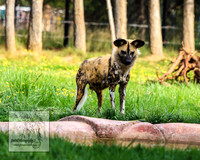 CanberraZooSep20_0158