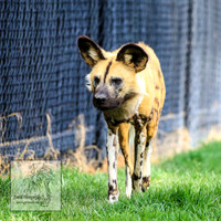 CanberraZooSep20_0140
