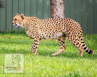 CanberraZooSep20_0159