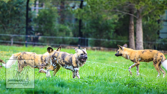 CanberraZooSep20_0202