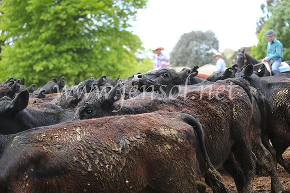 OrangeCampdraft2016_2679