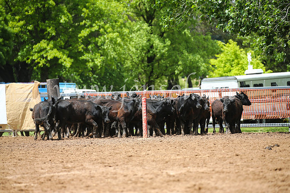 OrangeCampdraft2016_2664