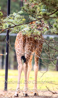 NZAJul2019_0083