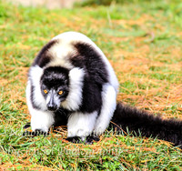 NZAJul2019_0055