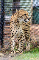 NZAJul2019_0039