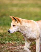NZAJul2019_0029