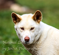NZAJul2019_0026