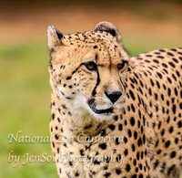 NZAJul2019_0007