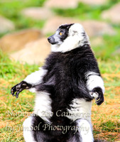 NZAJul2019_0051