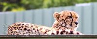 NZAJul2019_0067