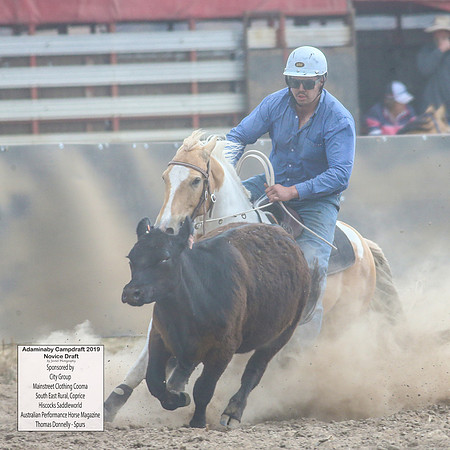 AdaminabyCampdraft2019_5049