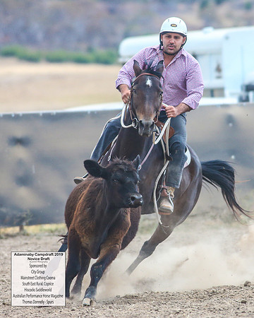 AdaminabyCampdraft2019_5506