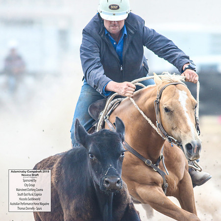 AdaminabyCampdraft2019_5891
