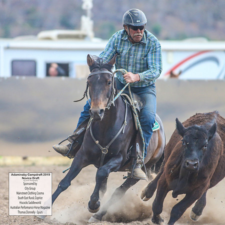 AdaminabyCampdraft2019_5233